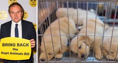 MPs join Dogs Trust to urge Kept Animals Bill progress